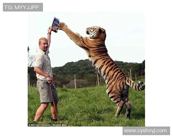 兵工厂与老虎分析的深度对比与启示探讨